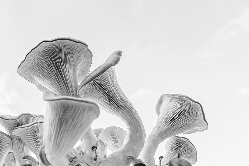 The calyces of the oyster mushroom by Ellen van Schravendijk