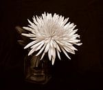Chrysantheme von Jose Lok Miniaturansicht
