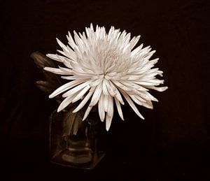 Chrysantheme