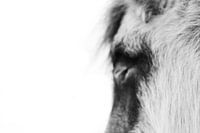 Entfesseln Sie die Magie in sich, lassen Sie Ihren Herzschlag mit dem Ihres Pferdes synchronisieren und beginnen Sie die lebenslange Reise.