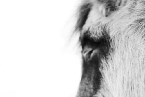 Entfesseln Sie die Magie in sich, lassen Sie Ihren Herzschlag mit dem Ihres Pferdes synchronisieren und beginnen Sie die lebenslange Reise.