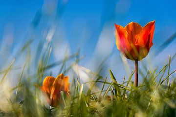 Oranje tulp tegen blauwe lucht van Jenco van Zalk