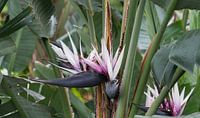 paradijsvogel bloem van ChrisWillemsen thumbnail
