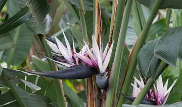 paradijsvogel bloem van ChrisWillemsen