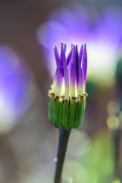 Purple Flower by Lisanne Bosch