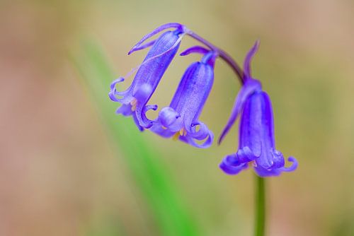 Les cloches bleues ( Boshyacinth)