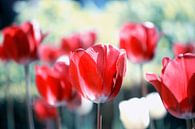 Rode Tulpen van Jessica Berendsen thumbnail