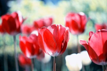 tulipes rouges sur Jessica Berendsen
