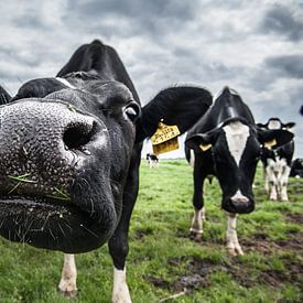La vache du fermier Janmaat, Barwoutswaarder sur paul snijders