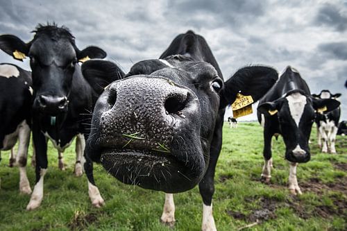 De koe van Boer Janmaat, Barwoutswaarder