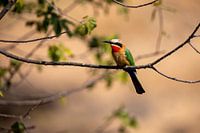 Bijeneter | Zuid-Afrika | Krugerpark