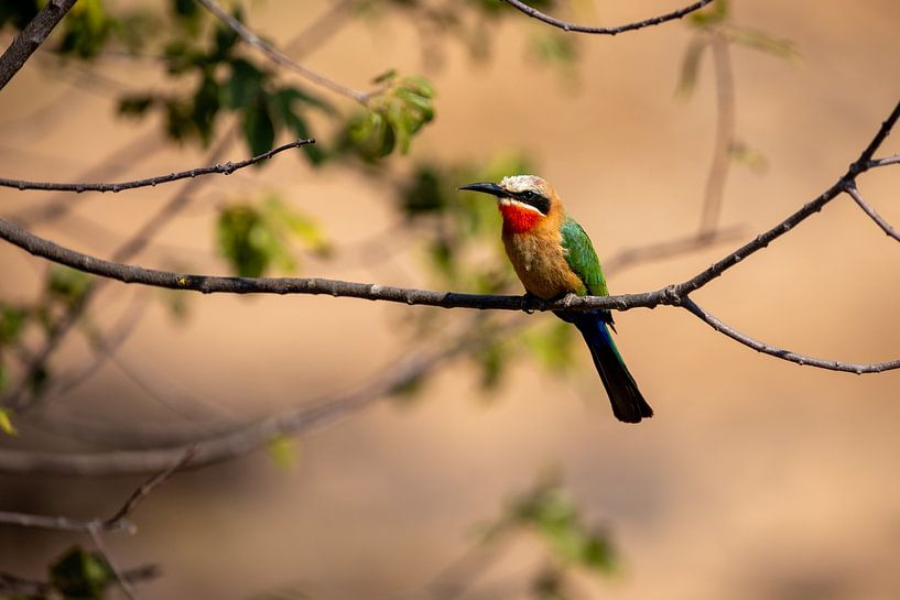 Bee-eater | South Africa | Kruger Park by Claudia van Kuijk