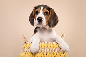 Beagle Welpe auf einem cremigen Hintergrund
