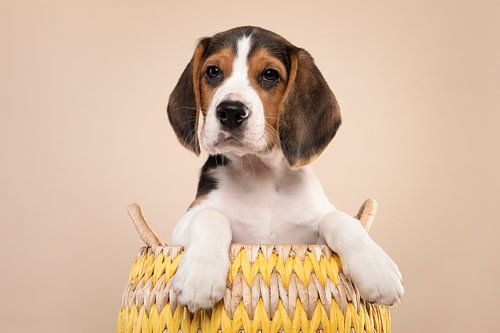 Beagle Welpe auf einem cremigen Hintergrund