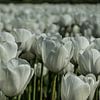 Witte tulpen van Bianca Boogerd