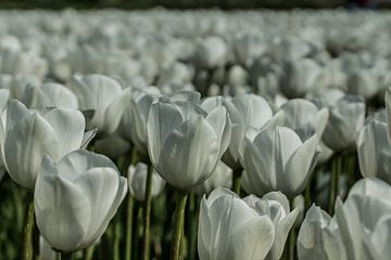 Witte tulpen van Bianca Boogerd
