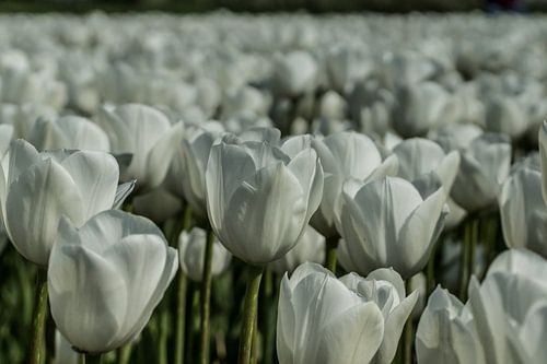 Tulpenfeld
