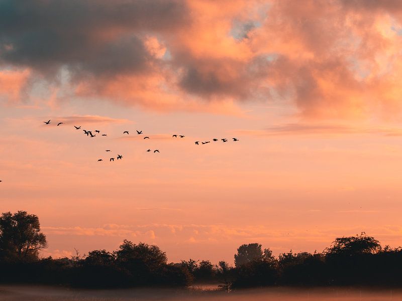 Birds at sundown by Diane van Veen
