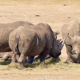 Group of eating rhinos by 28Art - Yorda