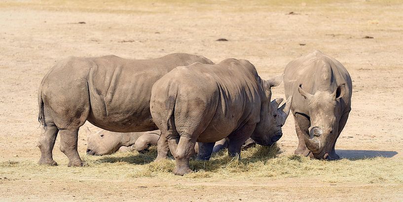 Groupe de rhinocéros en train de manger par 28Art - Yorda