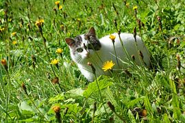 Katze im Sommergras von Theodor Decker