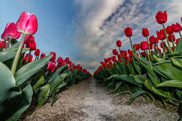 Tulpen in bloei van Jaap Terpstra