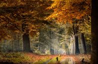 Moment der Stille (Niederländischer Herbstwald) von Kees van Dongen Miniaturansicht