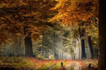 Moment de silence (Forêt d'automne néerlandaise)