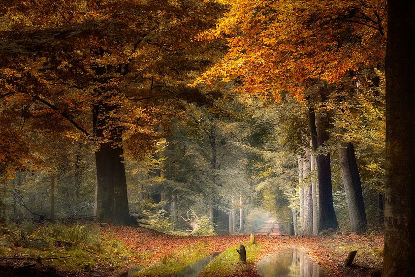 Moment de silence (Forêt d'automne néerlandaise) par Kees van Dongen