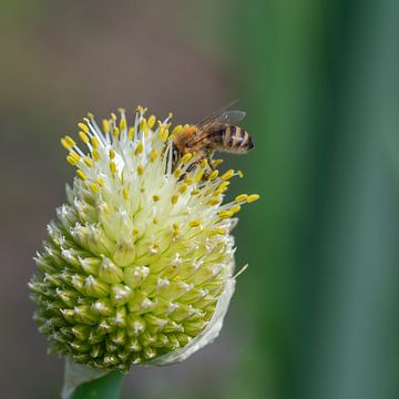 Biene auf der Suche nach Nektar in einer Glühbirne von Jolanda de Jong-Jansen