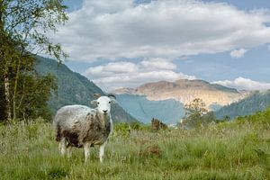 Schafe im Schafspelz