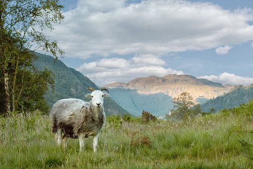 Sheep in sheep's clothing by Lars van de Goor
