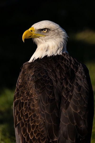 American bald eagle or Bald Eagle (Haliaeetus leucocephalus) by Gert Hilbink