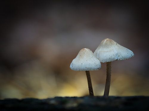 Les champignons dans la forêt