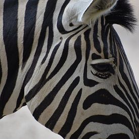 Zebra close up van Natascha Nabuurs