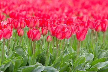 Tulips in bloom by Edwin Nagel