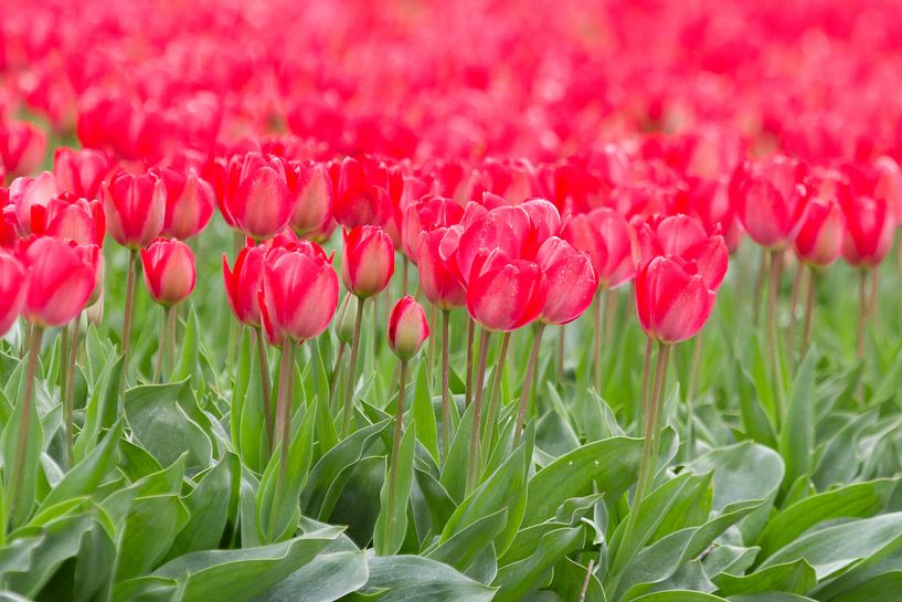 Tulpen in bloei van Edwin Nagel