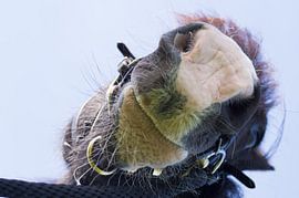 Paardengroet by Colette Molin