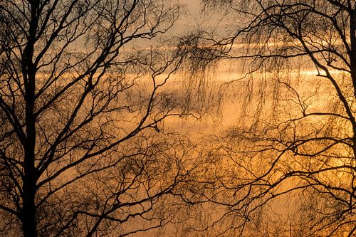 Detail takken tijdens zonsopkomst