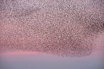 Starling dance in the pink evening sky. by Franke de Jong