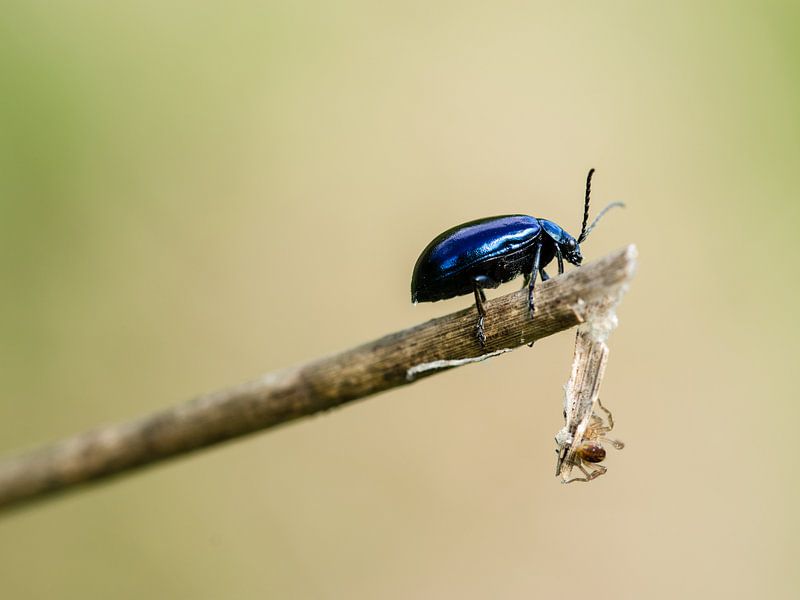 Blauwe kever (Elzenhaantje) von Marjo Kusters