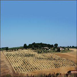 Geometric field in Umbria, Italy by Peter Broer