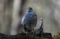 Sparrowhawk on the branch