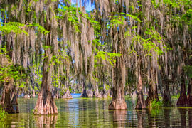 Sumpfzypressen am Lake Martin, Louisiana von Patricia Hofmeester