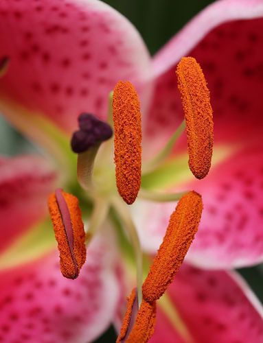 Pure Élégance – Lily en détail