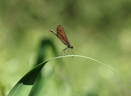 Blauflügel Prachtlibelle