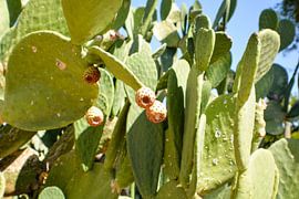 Cactus Garden, Henderson von GH Foto & Artdesign