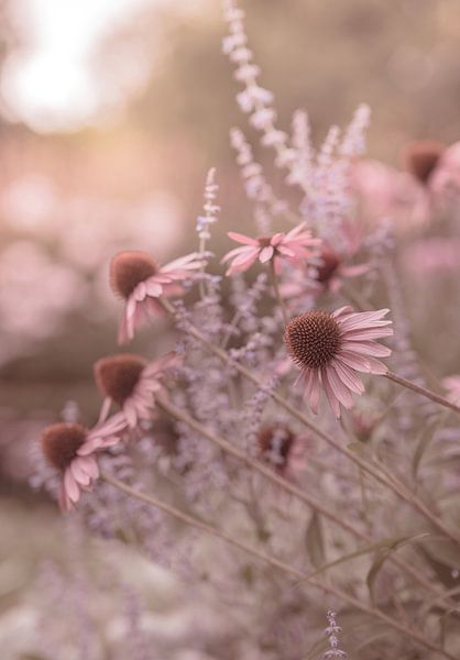 flowers part 199 by Tania Perneel