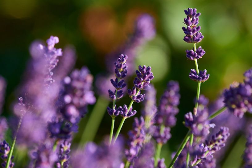 True lavender by Karin Jähne