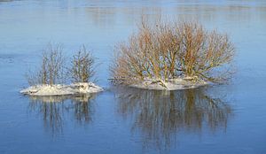 Büsche in gefrorenem Hochwasser.